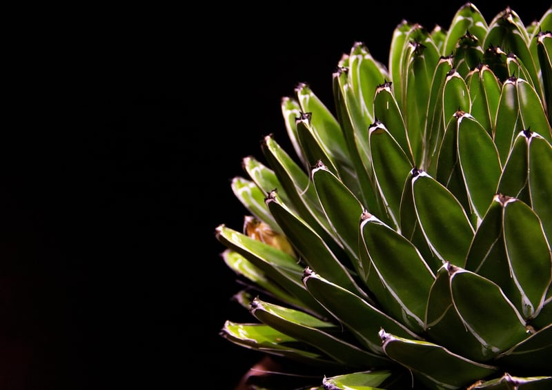 Succulent Arrangement